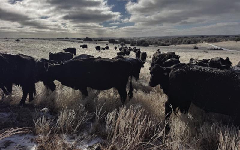 Angus cattle graze the land and snack on icy hay at the Guthrie Ranch in Adamsville. KATY DARDEN | COURTESY PHOTO