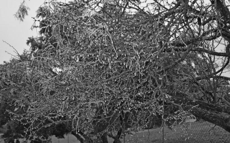 Icicles hang from a mesquite tree, in foreground, and a cedar along Kathie Lane on Saturday. COURTESY PHOTO