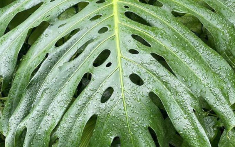 The National Garden Bureau has declared 2025 as the Year of the Monstera, calling it “the world’s most iconic indoor plant.” COURTESY PHOTO | MELINDAMYERS.COM