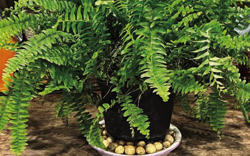 A fern set upon rocks in a tray minimizes the chance of root rot and increases humidity around the plant. COURTESY PHOTO | MELINDAMYERS.COM