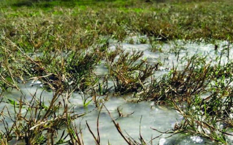 A frozen puddle sits in front of dormant pecan trees on Dec. 23, when Lampasas recorded its lowest temperature of the year. A high that day of 25 degrees with a low of 10 meant a very cold start of the Christmas holiday weekend. COURTESY PHOTO