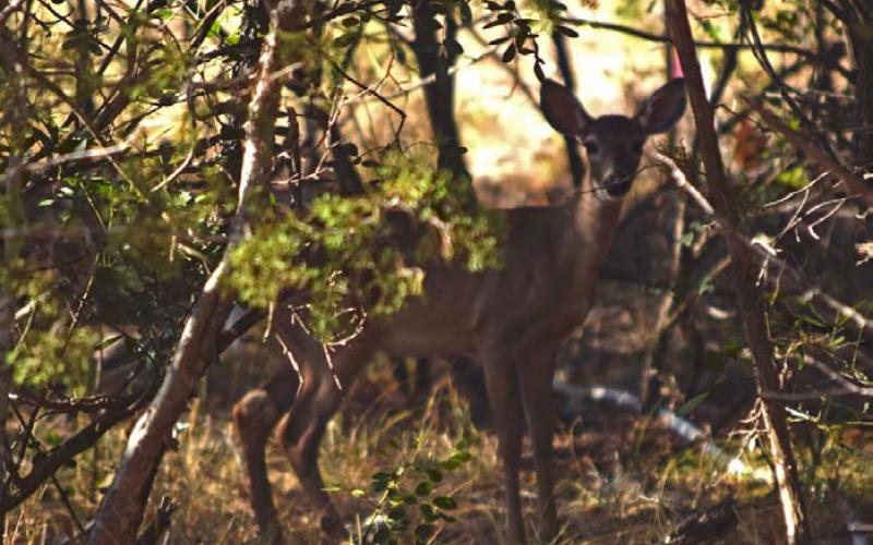 A gangly doe shelters in low cedar brush. Chronic Wasting Disease has a long incubation period, meaning that symptoms may not be visible in deer for up to a year. ALEXANDRIA RANDOLPH| DISPATCH RECORD