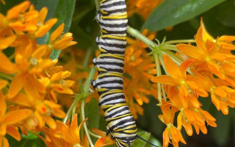 This Monarch caterpillar rests on an Asclepias tuberosa plant. courtesy photo | melindamyers.com