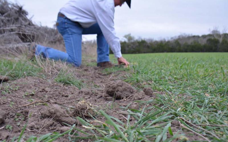 Feral hogs leave evidence of their presence. The most noticeable sign, as photographed at rancher Mickey Edwards’ land Monday, is the damage caused by wild pigs’ destructive rooting behavior. MONIQUE BRAND | DISPATCH RECORD