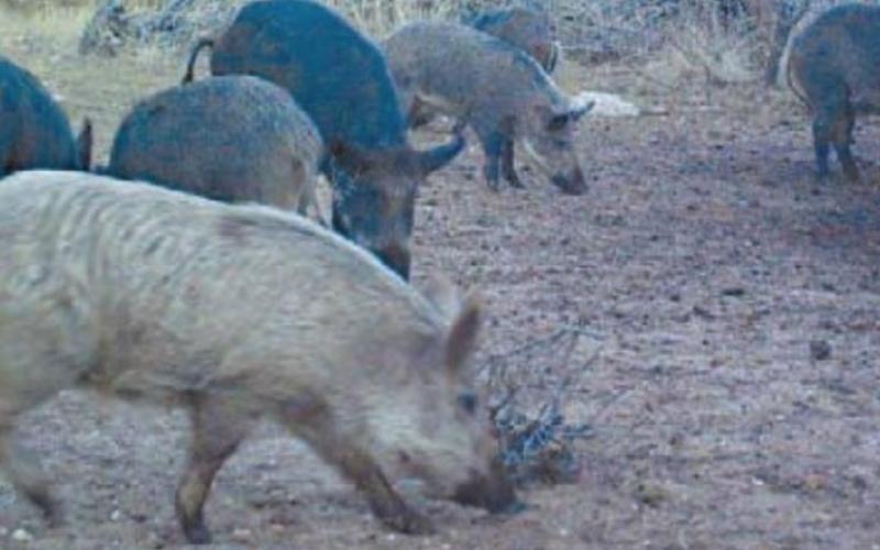 Feral hogs cause an estimated $230 million in agriculture damage annually in Texas. COURTESY PHOTO