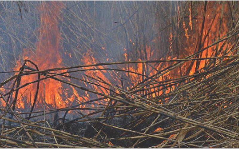 Flames burn giant reed, an invasive plant in Lampasas County, along Sulphur Creek on Thursday morning. Forward Lampasas has helped lead efforts to clean up Sulphur Creek for residents and visitors to enjoy. ERICK MITCHELL | DISPATCH RECORD
