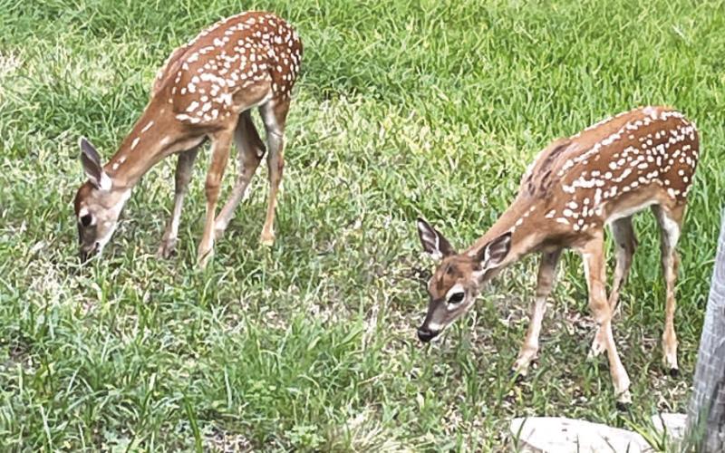Keep an eye out for twin fawns like this roaming around Lampasas this summer. FILE PHOTO