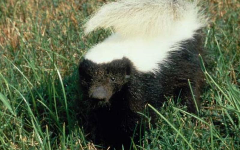 A rabid skunk was reported in Lampasas last week. TEXAS DEPARTMENT OF STATE HEALTH SERVICES