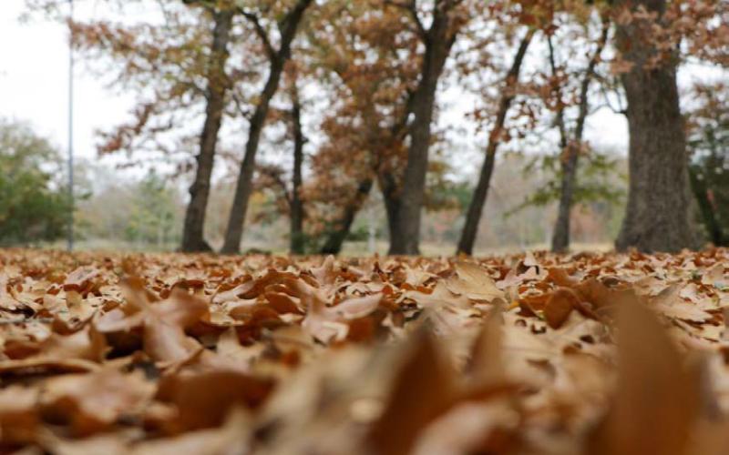 Fallen leaves can provide environmental benefits in the yard if they are safely cleared from buildup around a home or wooden outbuildings. COURTESY PHOTO | TEXAS A&amp;amp;M FOREST SERVICE
