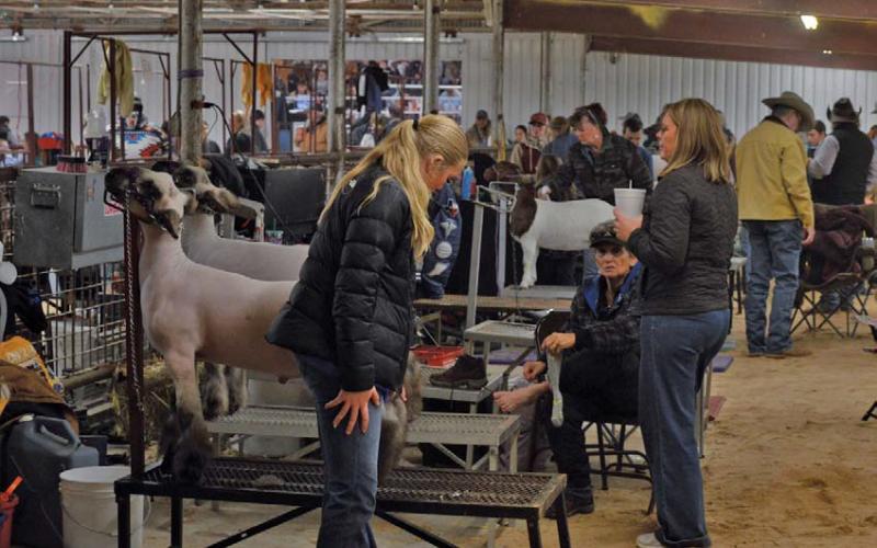 Sheep exhibitors wait for their turn in the show ring last Friday. The 88th annual Lampasas County Youth Livestock Show offered competition in various animal divisions as well as in Food Fair and Ag Mechanics from Jan. 8-11. erick mitchell | dispatch record
