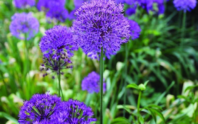 Purple Sensation allium livens up the early-season garden with its violet-purple, four-inch diameter flowers. COURTESY PHOTO | LONGFIELD-GARDENS.COM
