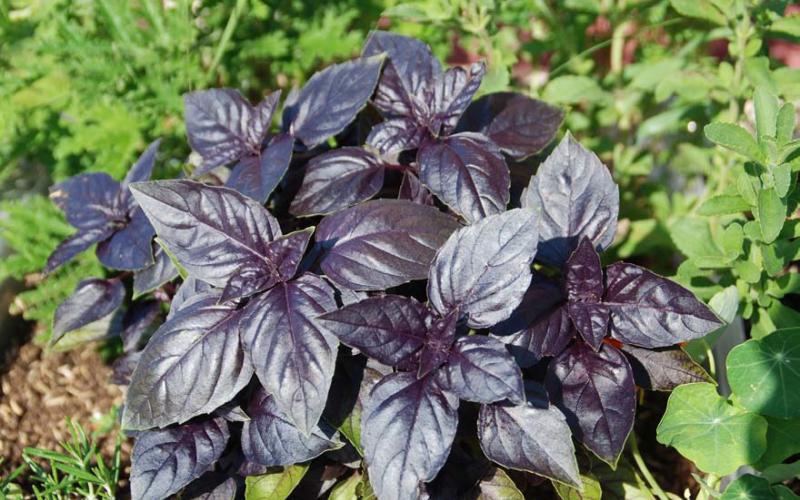 COURTESY PHOTO | MELINDAMYERS.COM Purple basil varieties add color and interest to containers and gardens.
