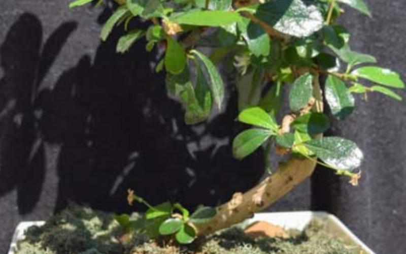 Bonsai plants are hardy when given the right conditions. The same is true for male hormonal health. COURTESY PHOTO