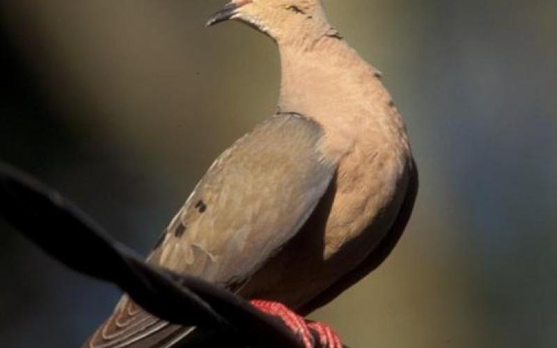 Dove season opened Monday in the Central Zone, which includes Lampasas County. TEXAS PARKS AND WILDLIFE DEPARTMENT | COURTESY PHOTO