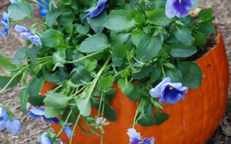 Scoop out the inside of a pumpkin, add a few drainage holes, and plant some pansies for a festive fall planter. courtesy photo | melindamyers.com