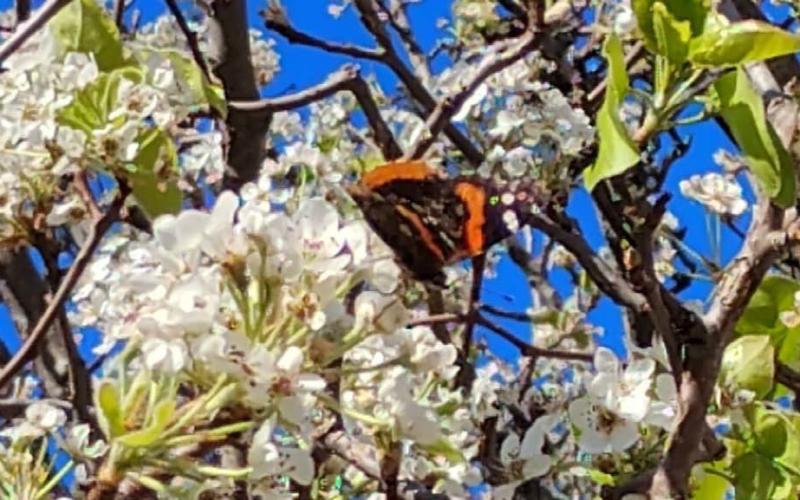 A butterfly lands on a Bradford pear tree, full of blooms despite several weeks of dry weather. COURTESY PHOTO