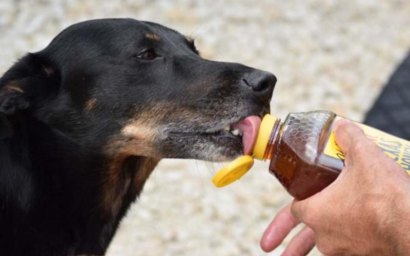 Because sugar signals a release of dopamine, opioid and other natural “happy hormones” from the brain, our animal instincts often can take control when we taste sweet or salty foods. ALEXANDRIA RANDOLPH MURRELL | COURTESY PHOTO