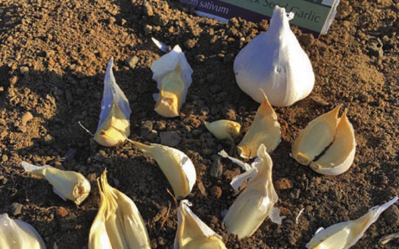 Separate garlic cloves right before planting, and plant the largest cloves with their papery covering. COURTESY PHOTO | MELINDAMYERS.COM