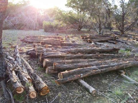 The passage of Proposition 1 on Tuesday’s ballot codifies the right to pursue farming, ranching, timber production and wildlife management on personal property in Texas, unhindered by municipal regulation. COURTESY PHOTO