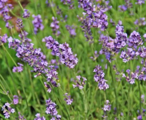 Lavender dries relatively quickly and retains the best color when dried in a low humidity, dark location. MELINDA MYERS, LLC | COURTESY PHOTO