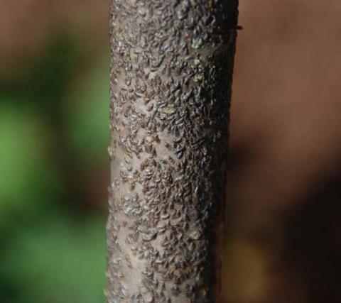 courtesy photo | melindamyers.com This lilac is infested with scale insects that form a grayish to dark-brown protective covering called a test that resembles an oyster or mussel shell. It is an insect pest of more than 130 species of plants.