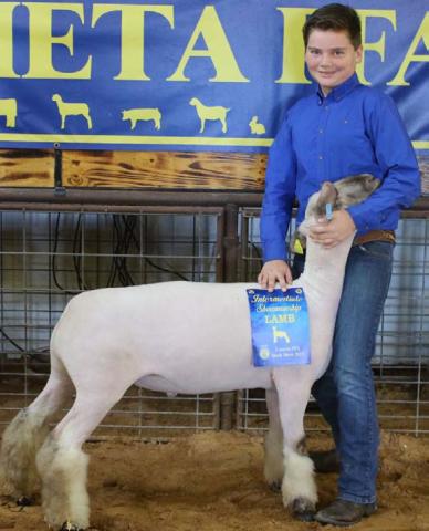 The intermediate market lamb showmanship honor was awarded to Gage Falkner. MASON HINES | DISPATCH RECORD