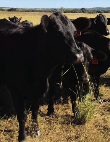 Grazing cattle are an important part of reducing potential fuel for wildfires. JOYCESARAH MCCABE | DISPATCH RECORD