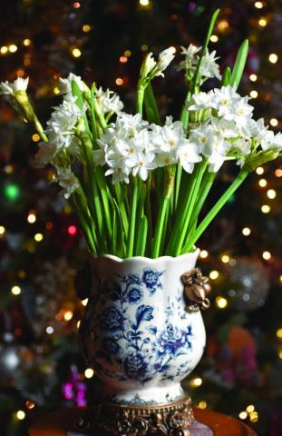 Nir paperwhites have slightly larger flowers and a more subtle scent. COURTESY PHOTO | WWW.MELINDAMYERS.COM