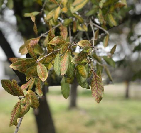 Leaves on diseased live oaks often develop chlorotic or yellow veins that eventually turn brown, a symptom called veinal necrosis. This is the most commonly seen foliar symptom on live oaks that are infected with oak wilt. COURTESY PHOTO | TEXAS A&amp;M FOREST SERVICE