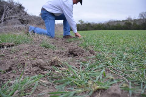 Feral hogs leave evidence of their presence. The most noticeable sign is the damage caused by their destructive rooting behavior, as photographed at rancher Mickey Edwards’ land on March 22. Photo by Monique Brand