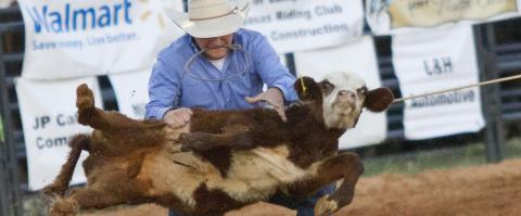 A roper at the Lampasas Riata Roundup Rodeo in 2019 flips a calf down to complete his run. FILE PHOTO