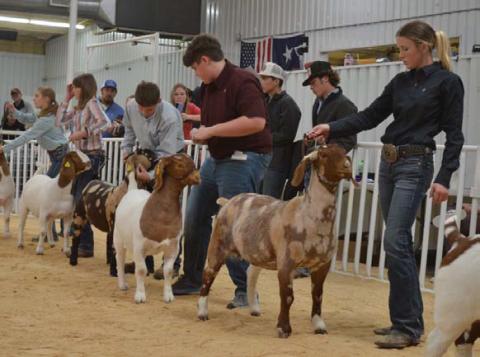 The 2026 Lampasas County Youth Livestock Show will get underway on Wednesday. Over 200 exhibitors are slated to compete in the fourday event. FILE PHOTO