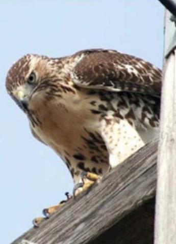 The red-tailed hawk is one that typically can be seen in this area as the birds migrate south. courtesy photo