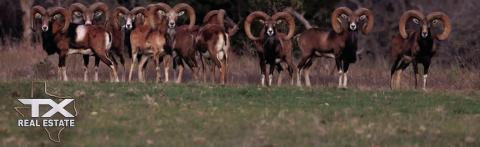 COURTESY PHOTO The recently sold Smith Ranch straddling the Lampasas-Burnet county line is home the massive Smithberg ram, a crossbreed developed on-site. Exotic games also roam the property.