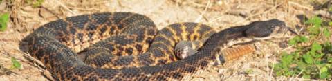 A western diamondback rattlesnake lies coiled on the ground. A Texas A&amp;M AgriLife Extension Service specialist has warned Texans to be alert for snakes during warm weather. FILE PHOTO