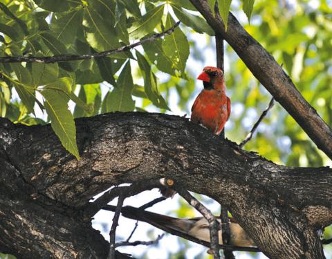 This cardinal finds a cooler place to rest as it takes refuge in a pecan tree outside the county courthouse. Although summer temperatures have been relatively moderate thus far, the National Weather Service says triple-digit heat will be experienced this week across Central Texas. ERICK MITCHELL | DISPATCH RECORD