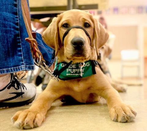 Jovie is an ADA-protected guide dog puppy in training. She is learning how to function as a dog and handler team. Joycesarah McCabe | Dispatch Record