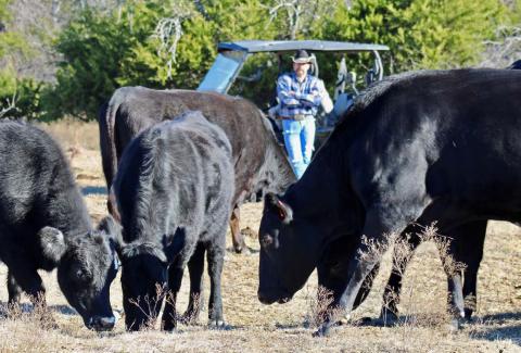 A Lampasas County rancher surveys his herd of Black Angus cattle, ensuring their health and quality — a daily commitment that helps keep local beef among the best in Texas. JOYCESARAH MCCABE | DISPATCH RECORD