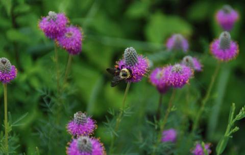 A bee nectars on purple prairie clover, which is hardy in zones 3-8. courtesy photo | melindamyers.com