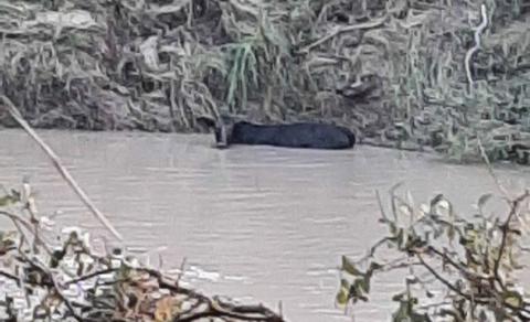 A survivor of the flood, this cow spent the night in the water but was saved after it found a high spot on the bank on which to stand. The cow was pulled from the Lampasas River the next morning when it was safe to reach her. JODI STURGEON | COURTESY PHOTO