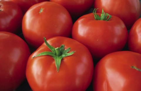 A single tomato plant can produce an average of eight pounds or more of tomatoes. COURTESY PHOTO | ALL-AMERICA SELECTIONS