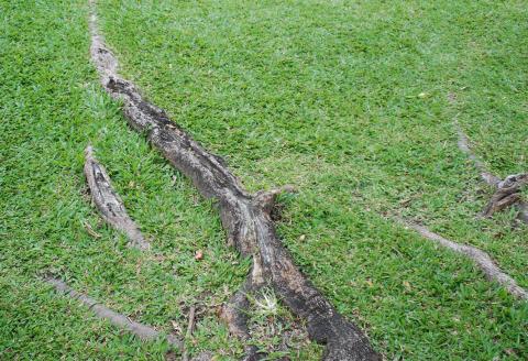 Surface roots erupt through the soil surface and extend beyond the tree trunk. COURTESY PHOTO | MELINDAMYERS.COM