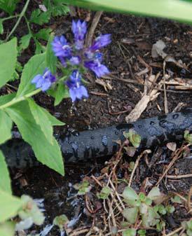 Soaker hoses and drip irrigation save water by applying moisture directly to the soil where it is needed. courtesy photo | melindamyers.com