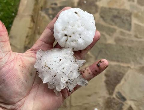 Max Eddings sent this photo of hail that struck his ranch north of Lometa Friday night. These appear to be larger than golf balls and can easily cause damage. COURTESY PHOTO
