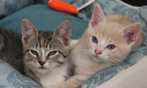 The shelter started a foster program in Feburary, so volunteers can foster kittens like Cash and Claudia. courtesy photo