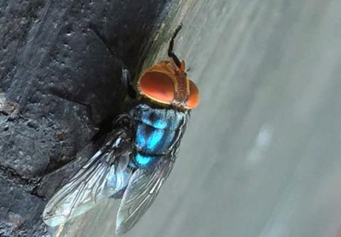 The screwworm fly, which is a metallic green-blue color with large orange eyes, is about twice the size of a common house fly. COURTESY PHOTO| DENISE BONILLA, USDA-APHIS