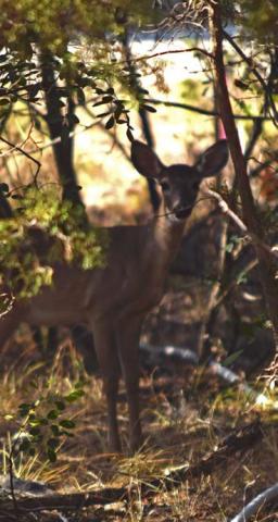 Thick cedar brush obscures a hiding doe on a hot afternoon. Safe practices suggest hunters not shoot unless they are fully certain of their target. alexandria randolph | dispatch record