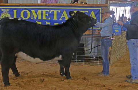 MASON HINES | DISPATCH RECORD Selie Hodge earned reserve champion heifer honors.