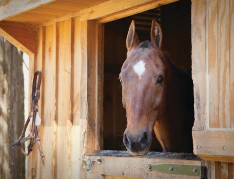 courtesy photo An unclipped horse can go without a blanket, even when temperatures dip to 30-40 degrees F., according to The Horse magazine’s checklist for equine health. A clipped horse, however, will need a blanket to protect it from hypothermia.