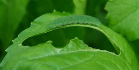 A cabbage worm feeds on mustard greens. courtesy photo | melindamyers.com